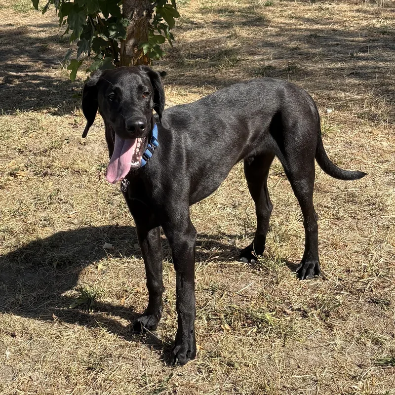 A baby large-sized male Black Labrador Retriever dog named Mork for adoption in Moscow, ID