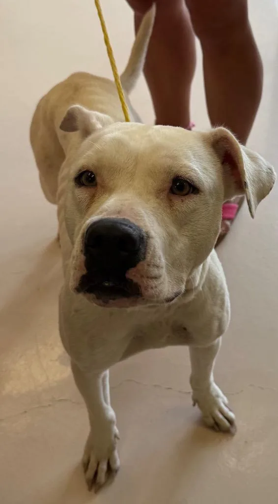 An adult medium-sized female Pit Bull Terrier dog named Lady for adoption in Belton, TX