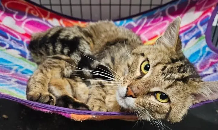 A young medium-sized male Domestic Short Hair cat named Sammy for adoption in Pittsburgh, PA