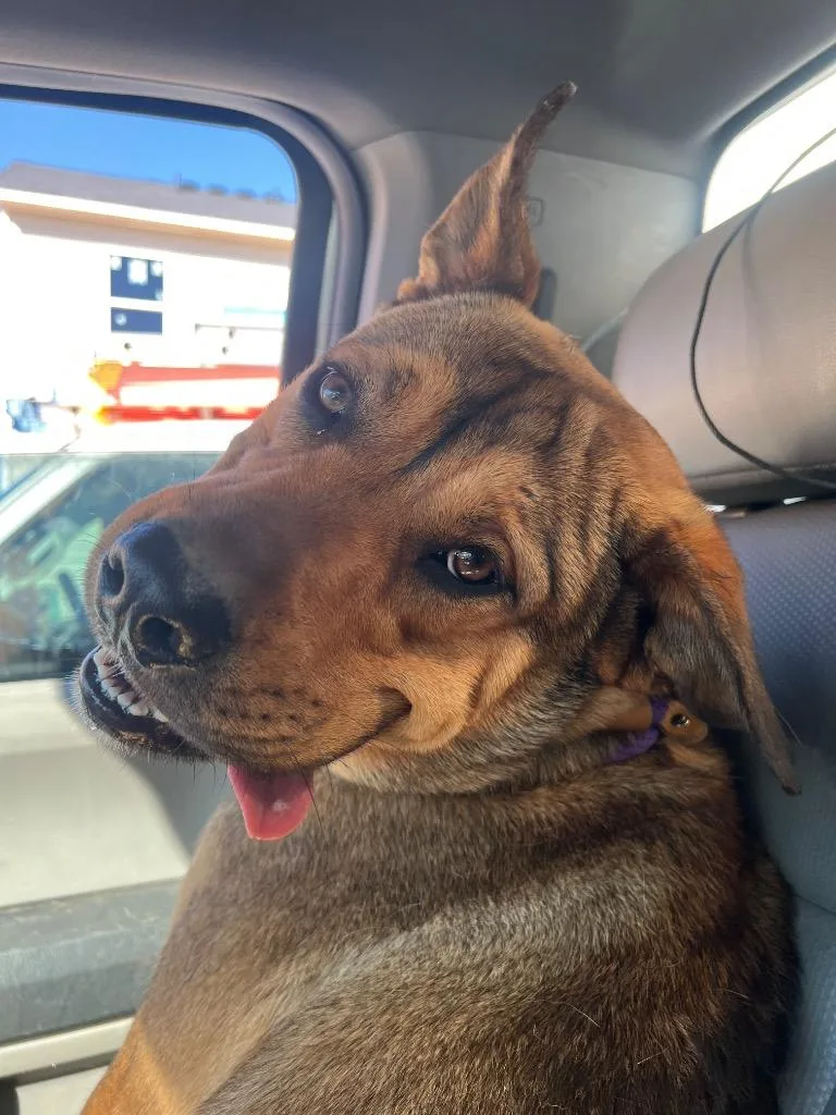 A baby large-sized male Shepherd dog named Roscoe for adoption in Winder, GA