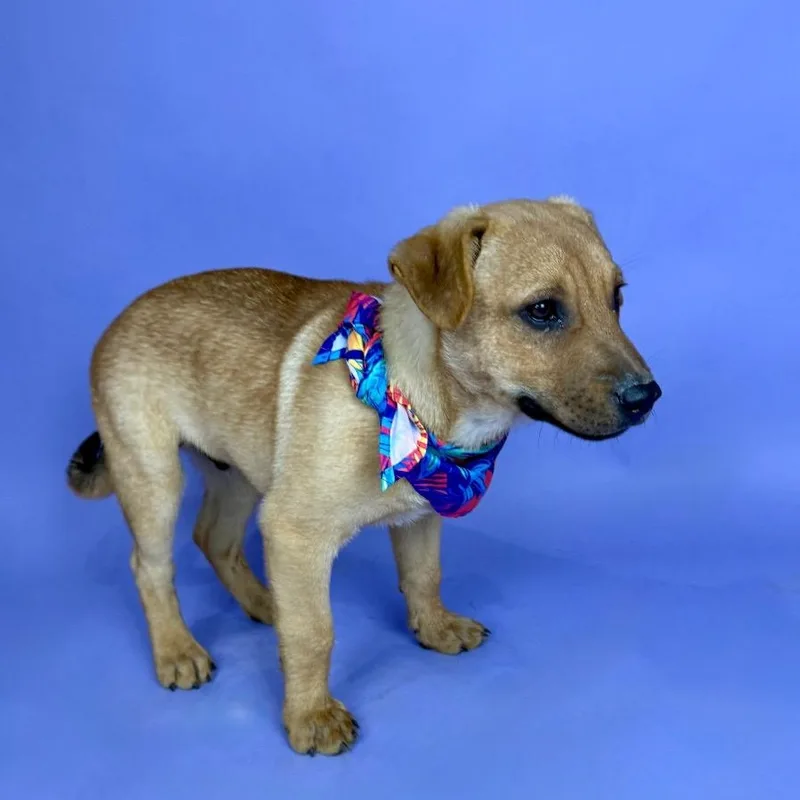 Galveston thumbnail 3