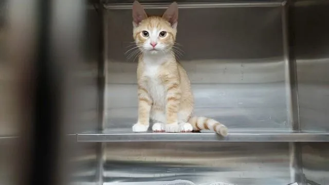 Prince
