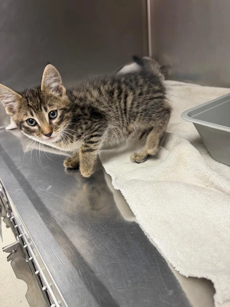 A baby small-sized female Domestic Short Hair cat named Catchup for adoption in Lavonia, GA