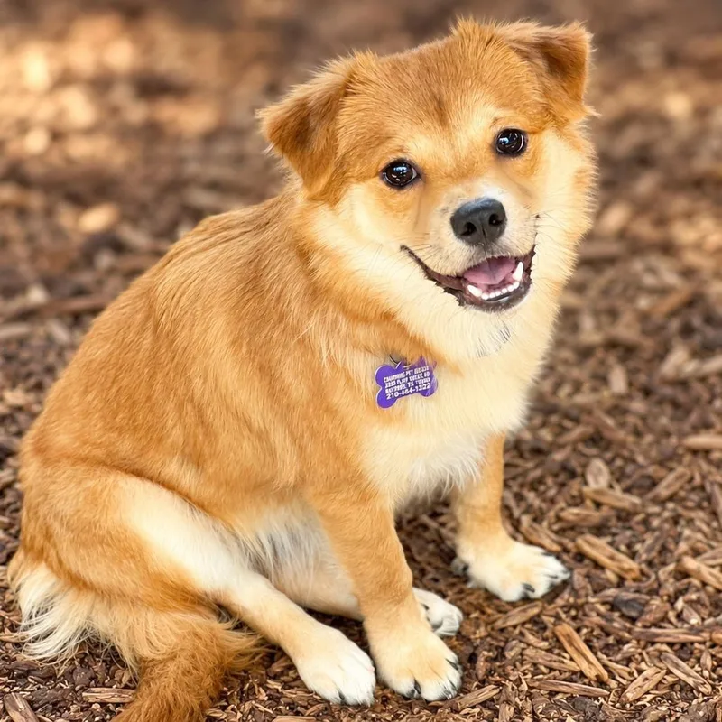 A young small-sized female Golden Spitz dog named Greta for adoption in Boerne, TX