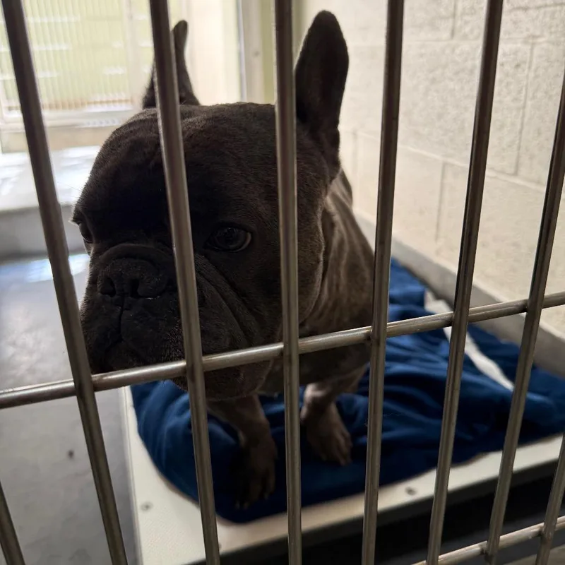 An adult small-sized male Brown / Chocolate French Bulldog dog named Iepastray for adoption in Upland, CA