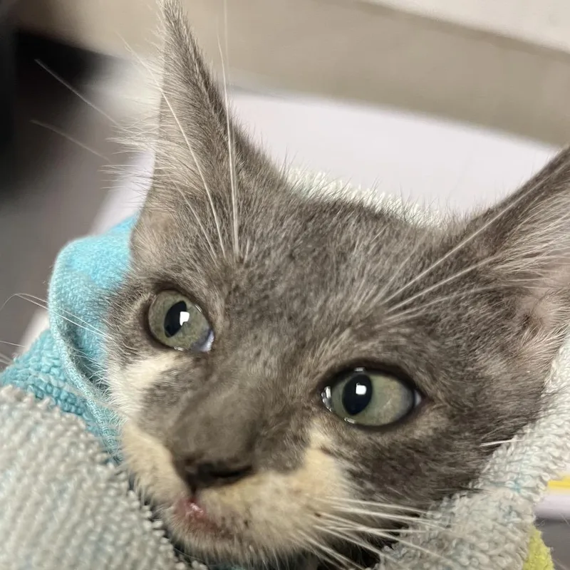 A baby small-sized female Gray / Blue / Silver Domestic Short Hair cat named Woodstock for adoption in Yuma, AZ