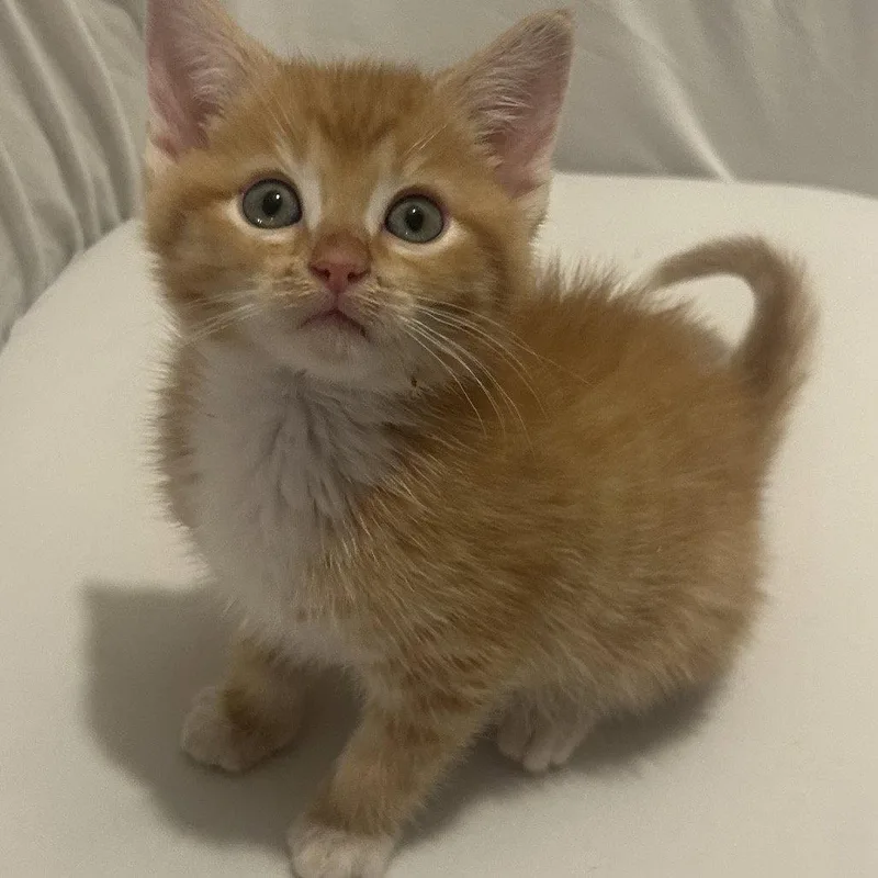 Phineas thumbnail 3