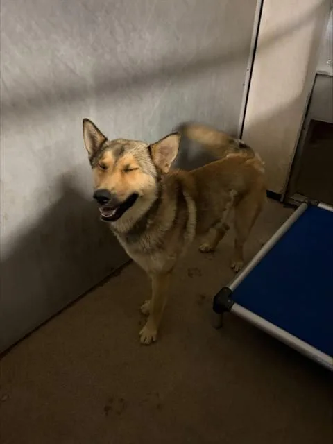 A young medium-sized male German Shepherd Dog dog named Kolby for adoption in Stockton, CA