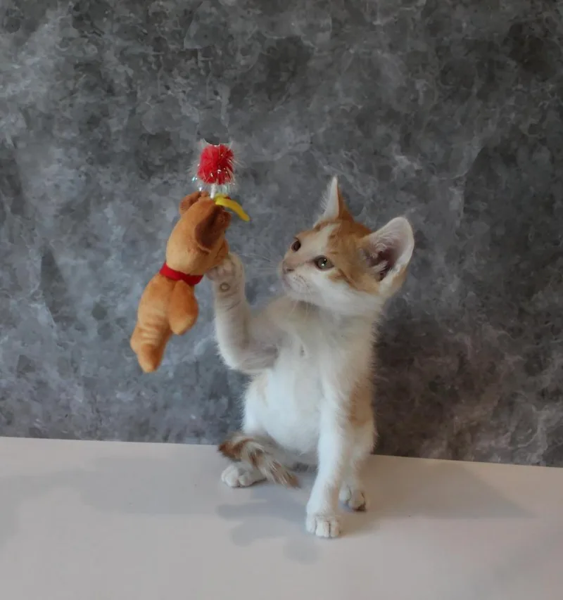 A baby medium-sized male Domestic Short Hair cat named Havoc for adoption in Vacaville, CA