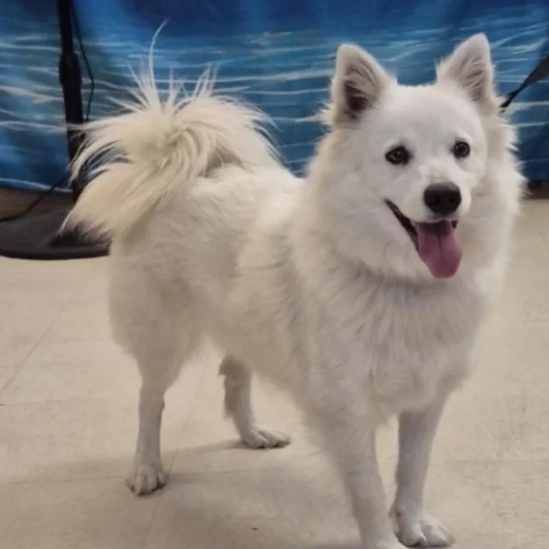 A young medium-sized female White / Cream Spitz dog named Rosita for adoption in Orlando, FL