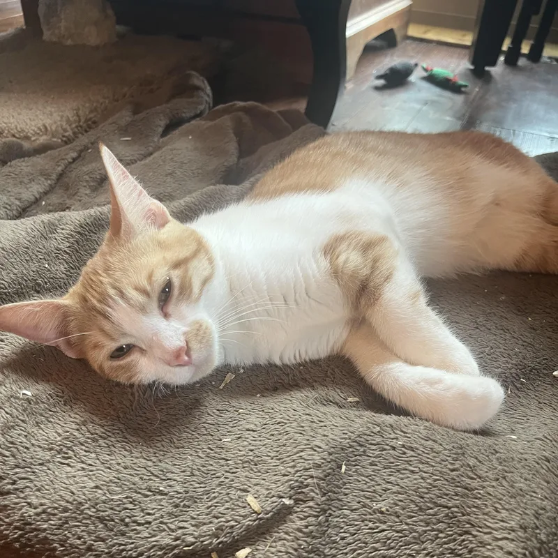 A baby small-sized female Domestic Short Hair cat named Nugget for adoption in Dresher, PA