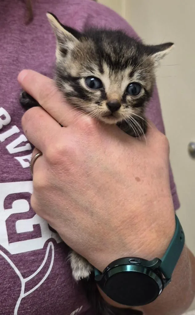 A baby medium-sized male Domestic Short Hair cat named Corn Pops for adoption in Christiansburg, VA