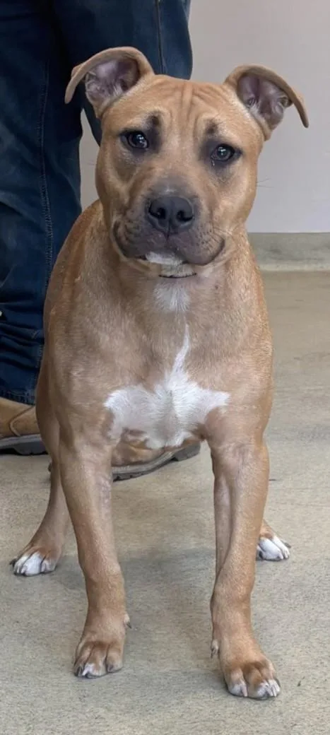 A young small-sized male Pit Bull Terrier dog named Tonic for adoption in Hagerstown, MD