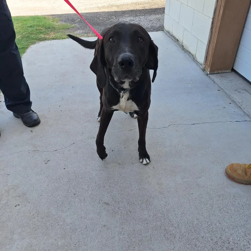 An adult medium-sized female Black Labrador Retriever dog named Ruby for adoption in Austin, TX