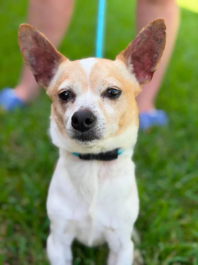 An adult small-sized male Yellow / Tan / Blond / Fawn Chihuahua dog named Bentley for adoption in Houston, TX
