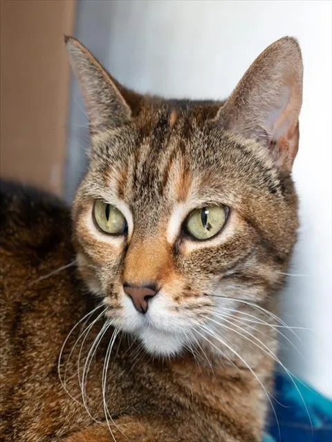 A senior medium-sized female Domestic Short Hair cat named Tyga for adoption in Boston, MA