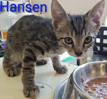 A young medium-sized male Domestic Short Hair cat named Hansen for adoption in Kansas City, MO