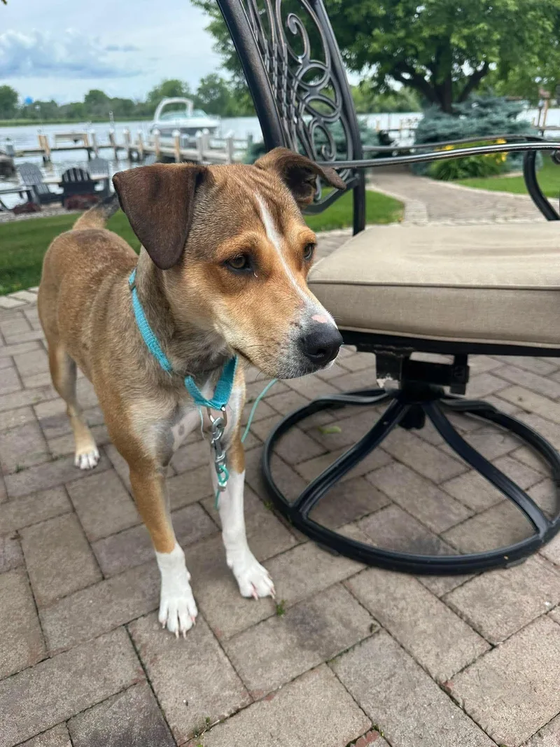 A young medium-sized male Golden Feist dog named Fenton for adoption in New London, WI