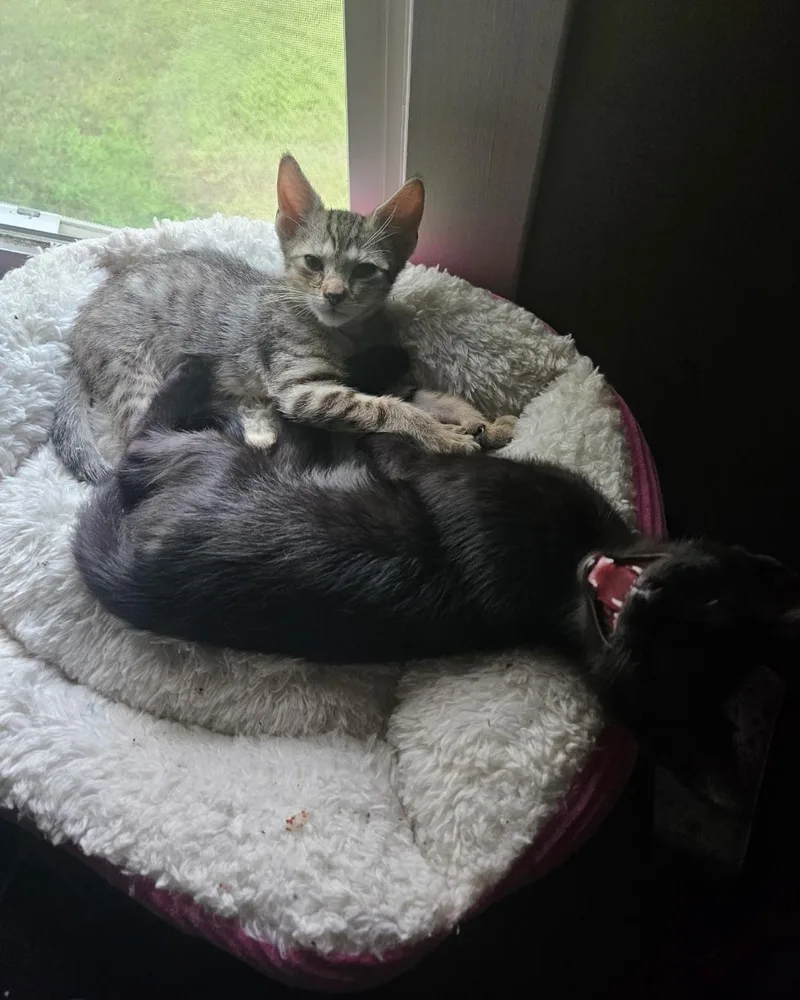A baby medium-sized male Black Domestic Short Hair cat named Jimmies and Sprinkles for adoption in Clayton, NJ