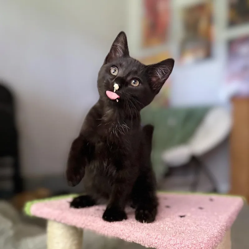 A baby small-sized male Black Domestic Short Hair cat named Googly Eyes for adoption in Nashville, IN