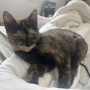 A baby small-sized female Tortoiseshell Domestic Short Hair cat named Yves for adoption in Liverpool, TX