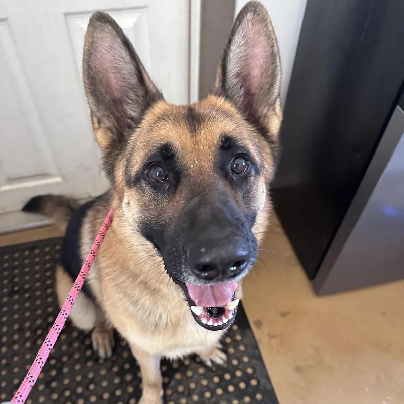 An adult large-sized male German Shepherd Dog dog named Hansel for adoption in Salem, OR