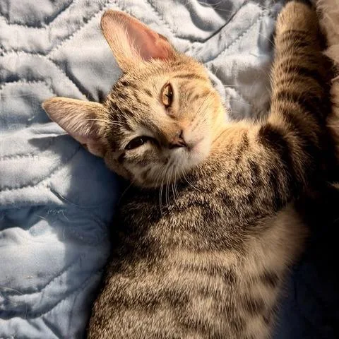 A baby small-sized female Brown / Chocolate Domestic Short Hair cat named Cashew for adoption in Houston, TX