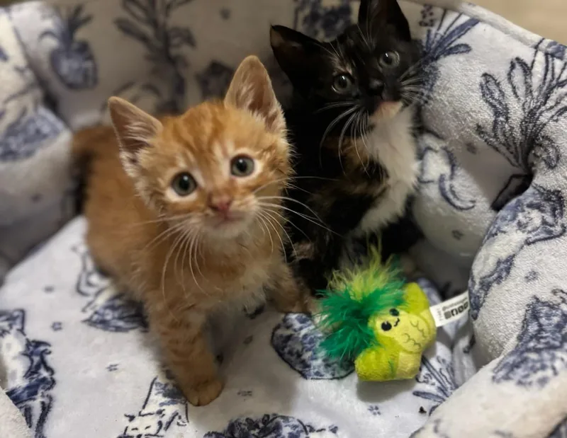 Cheddar and Pepper