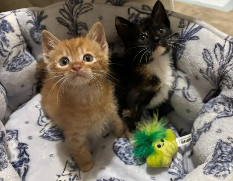 Cheddar and Pepper thumbnail 2