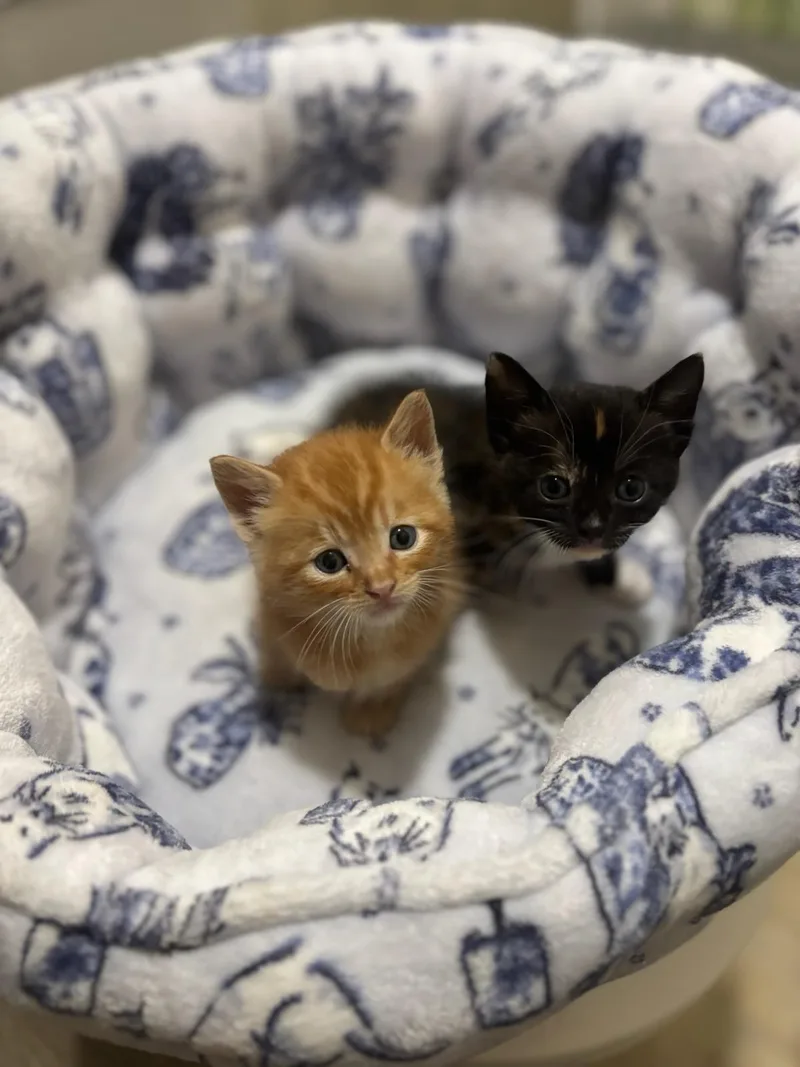 Cheddar and Pepper thumbnail 3