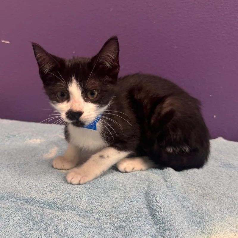 A baby small-sized male Black Domestic Short Hair cat named Sid for adoption in Englewood, FL