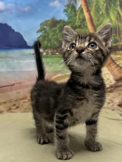 A baby small-sized male Domestic Short Hair cat named Chunk for adoption in San Antonio, TX