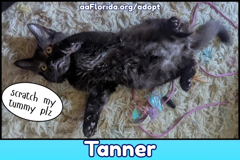Tanner