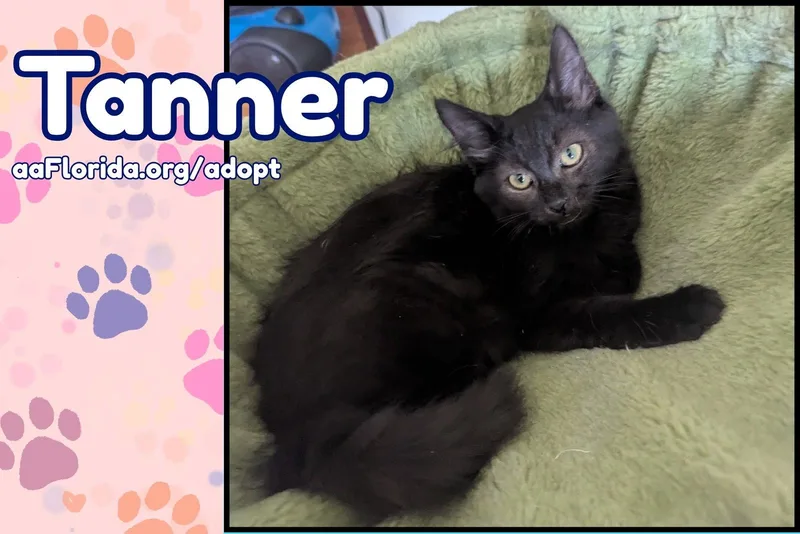 Tanner thumbnail 2