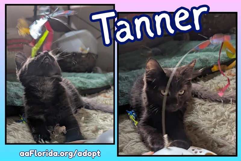 Tanner thumbnail 3