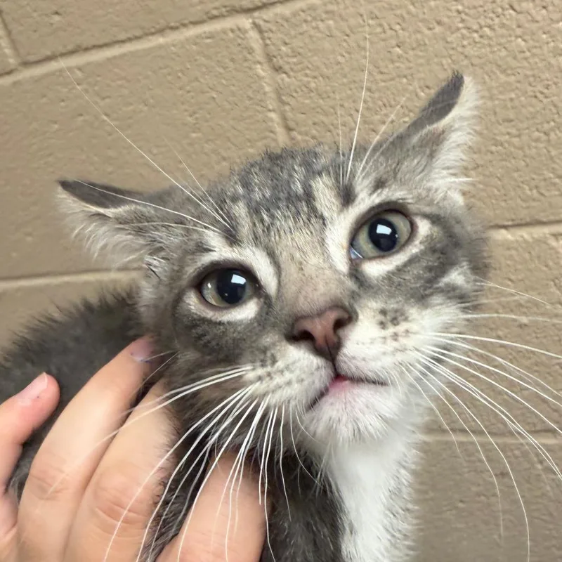 A baby small-sized male Gray / Blue / Silver Domestic Short Hair cat named Tito for adoption in Stillwater, OK