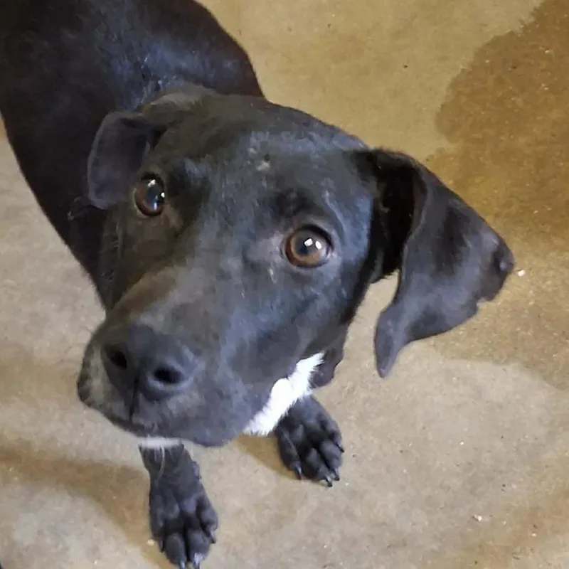 A young medium-sized male Black Labrador Retriever dog named K  Chip for adoption in Enterprise, AL