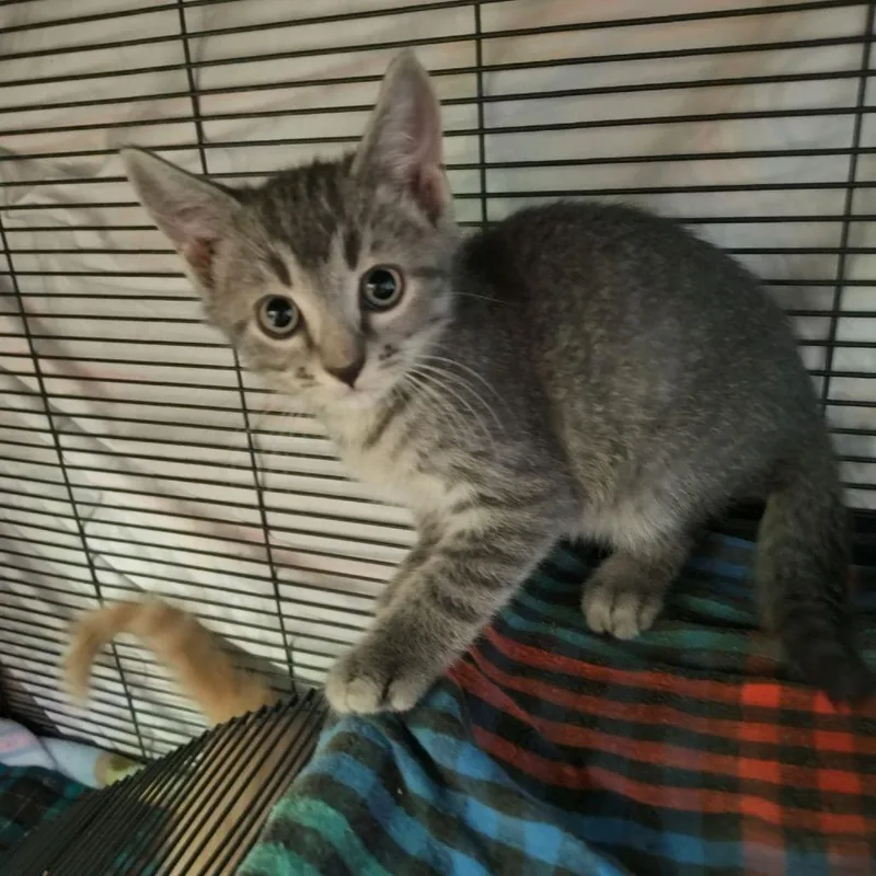 A baby small-sized male Gray / Blue / Silver Domestic Short Hair cat named Freddy for adoption in Norfolk, NE