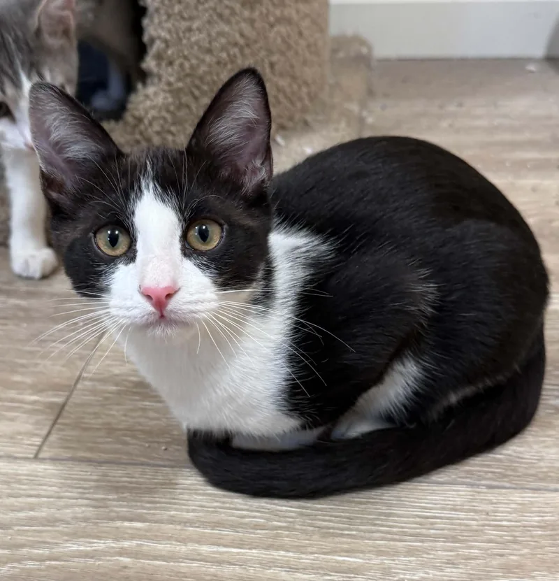 A baby medium-sized male Tuxedo cat named Vicky for adoption in Tehachapi, CA