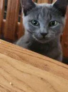 An adult small-sized female Domestic Short Hair cat named Smokey for adoption in West Chester, PA