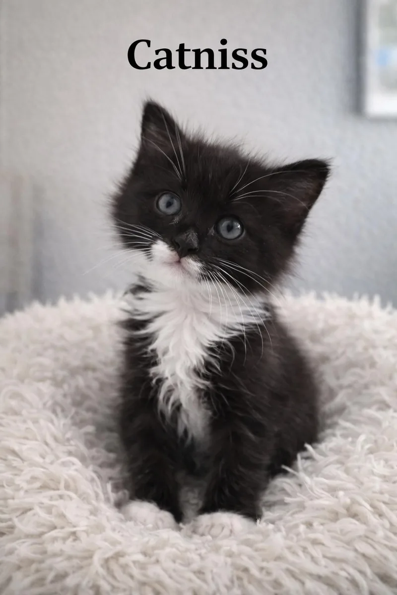 Catniss