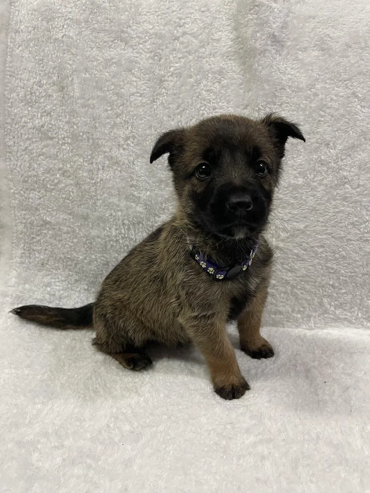 A baby small-sized male Tricolor (Brown, Black, & White) Belgian Shepherd / Malinois dog named Hallowed Harvest Batwing for adoption in Imlay City, MI