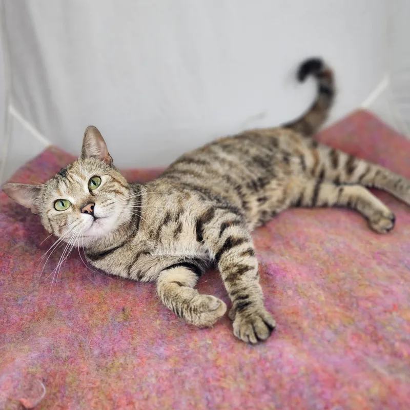 A young medium-sized female Tabby (Buff / Tan / Fawn) Domestic Short Hair cat named Stella for adoption in New York, NY