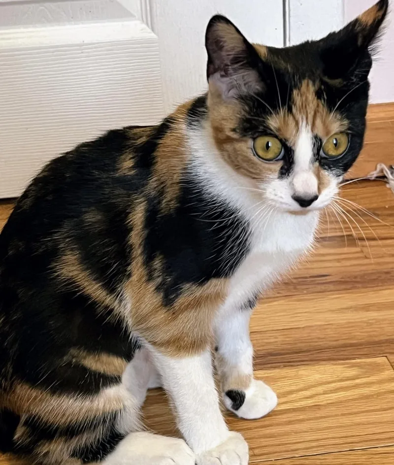 Daphne