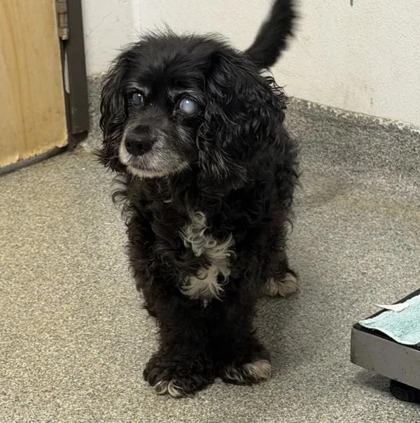 A senior medium-sized female Cocker Spaniel dog named Pantera for adoption in Escondido, CA