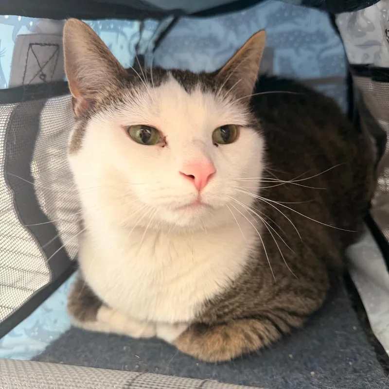 An adult extra large-sized male Brown / Chocolate Domestic Short Hair cat named Lincoln for adoption in Indianapolis, IN