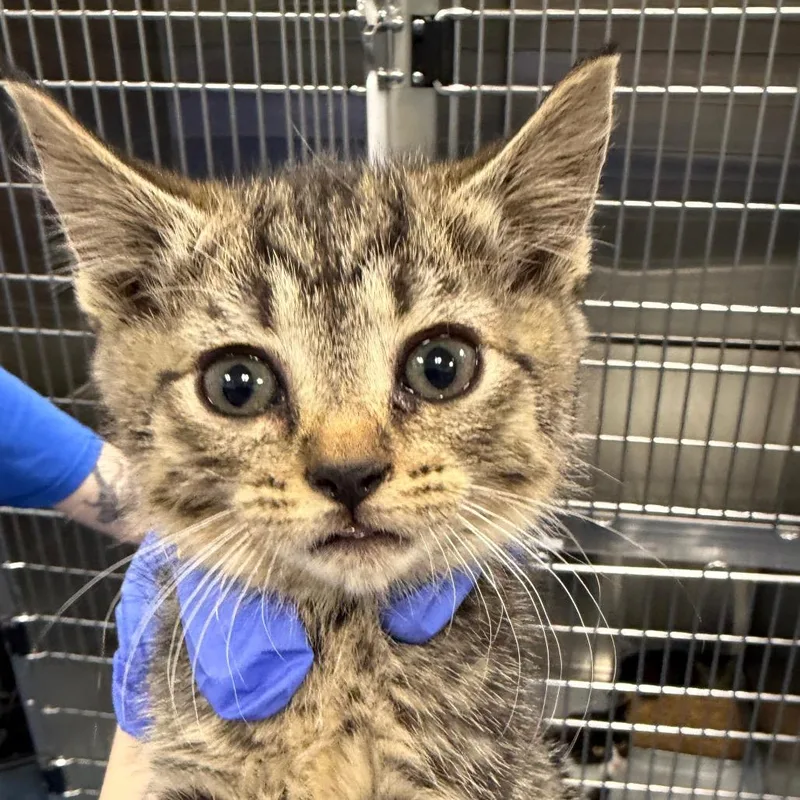 A baby small-sized female Black Domestic Short Hair cat named Harlequin for adoption in Greensboro, NC