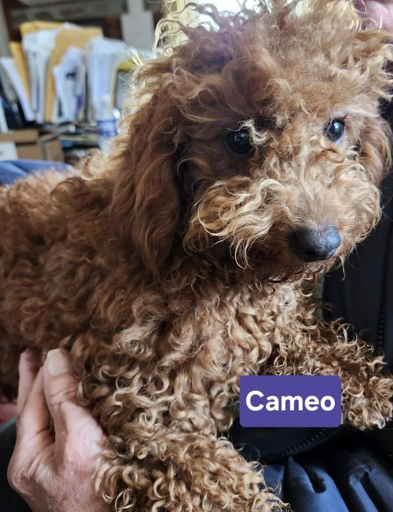A baby small-sized female Cavalier King Charles Spaniel dog named Cameo for adoption in East Greenville, PA