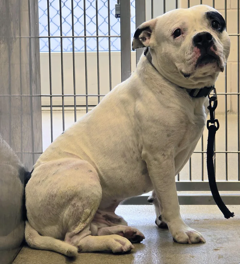 An adult medium-sized male Black American Bully dog named 26-282 for adoption in Amityville, NY