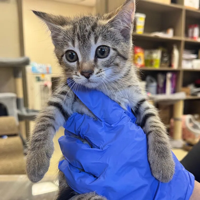 A baby small-sized female Brown / Chocolate Domestic Short Hair cat named Goldie for adoption in Birmingham, AL